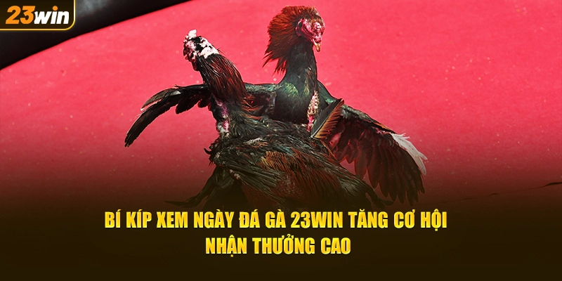 Bí Kíp Xem Ngày Đá Gà 23Win Tăng Cơ Hội Nhận Thưởng Lớn Hấp Dẫn từ nhà cái uy tín