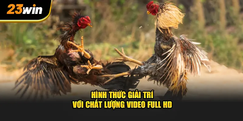 Hình thức đá gà Thomo hot hit cung cấp chất lượng video full HD