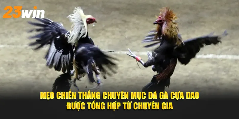 Mẹo chiến thắng trận đấu đá gà cựa dao được tổng hợp từ chuyên gia 23win