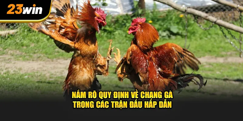 Nắm rõ quy định về chạng gà trong các trận đấu hấp dẫn